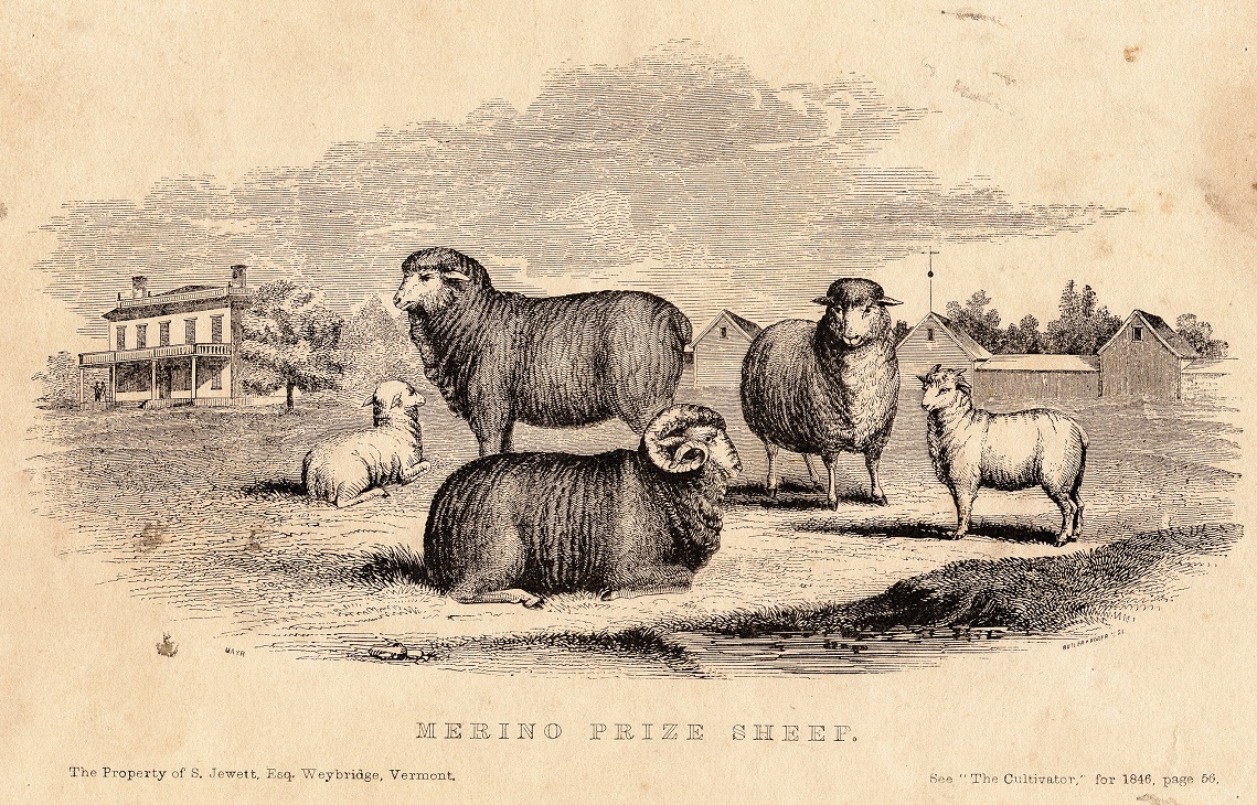 illustration of merino sheep standing in field
